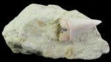 Mako Shark Tooth Fossil On Sandstone - Bakersfield, CA #69006-1
